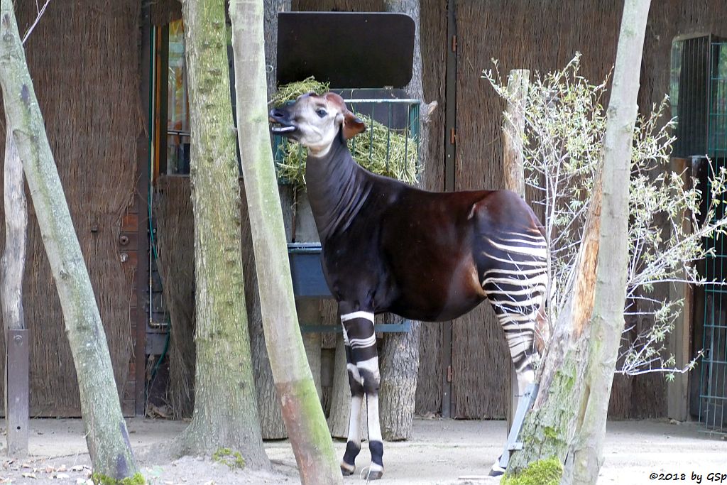 Okapi (Kurzhalsgiraffe, Waldgiraffe)