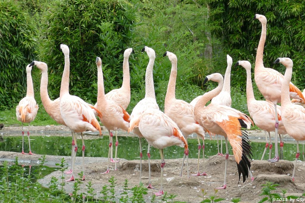 Chileflamingo (Chilenischer Flamingo)