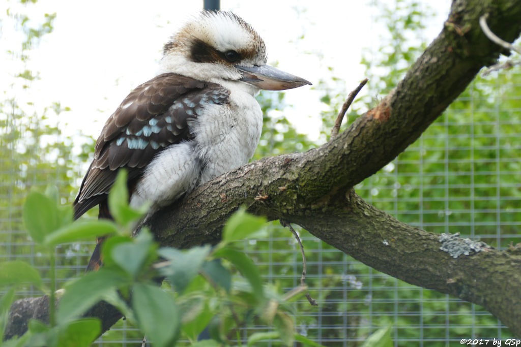 Jägerliest (Lachender Hans, Kookaburra)