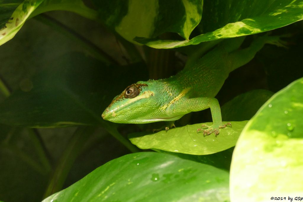 Ritteranolis