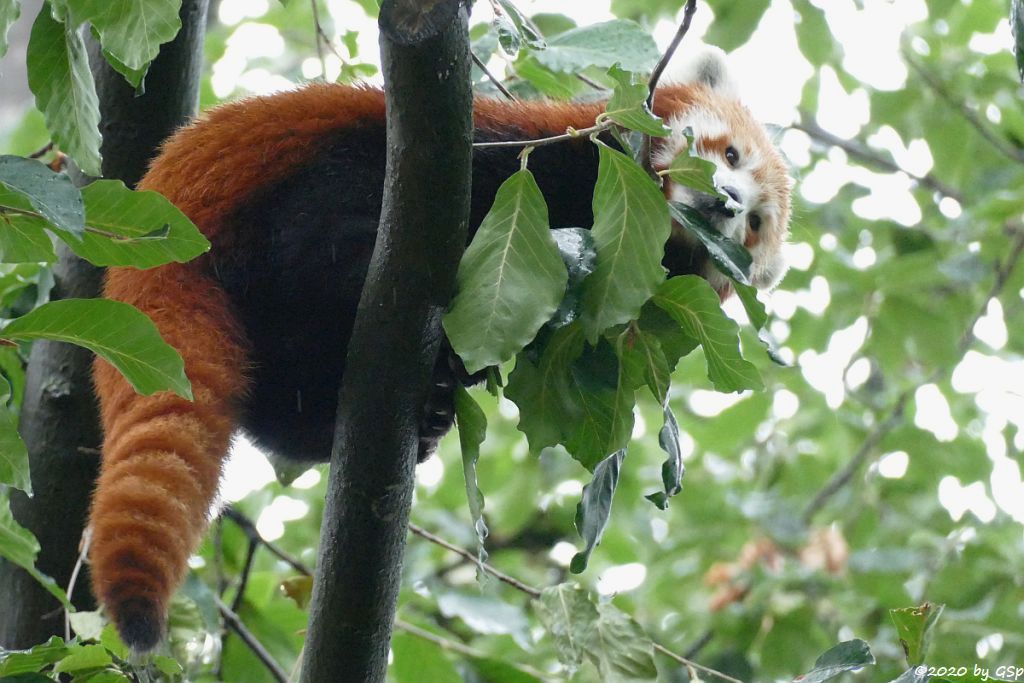 Westlicher Kleiner Panda (Westlicher Katzenbär, Nepalisischer Roter Panda)