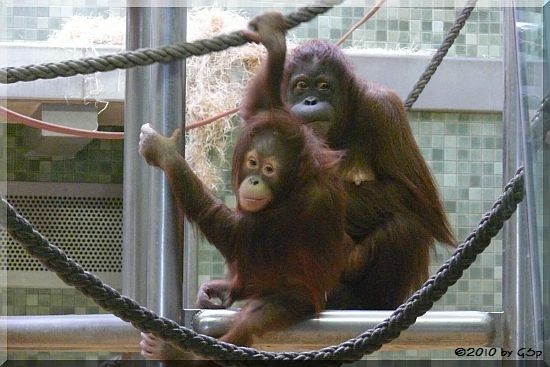 Sumatra-Orang-Utan MÜCKE mit SATU