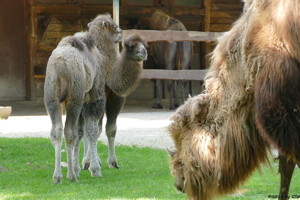 Trampeltier (Zweihöckriges Kamel, Hauskamel), Jungtiere geb. am 25.3. u.4.4.18