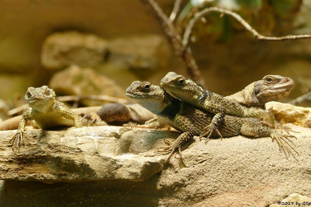 Blauer Stachelleguan (Halsband-Stachelleguan), Chuckwalla