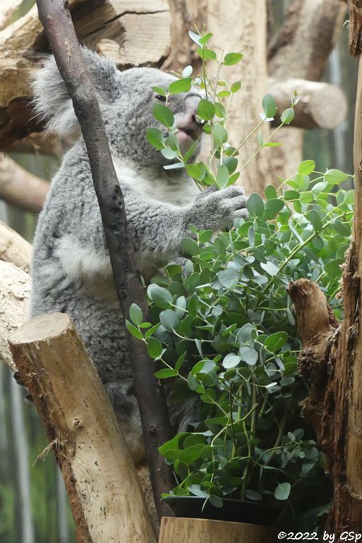 Nördlicher Koala (Queensland-Koala, Neusüdwales-Koala)