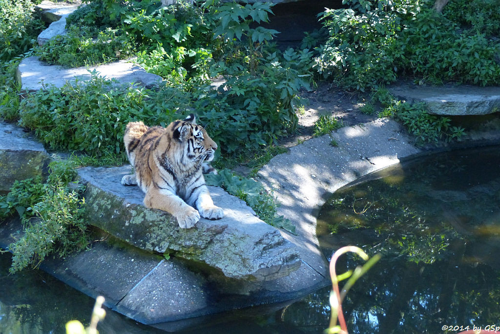 Sibirische Tigerin, geb. am 10.08.13