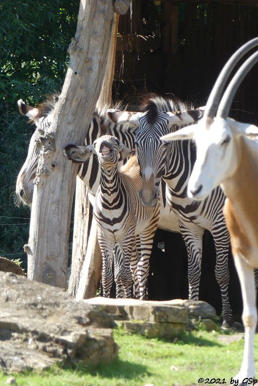 Grévy-Zebra, Säbelantilope