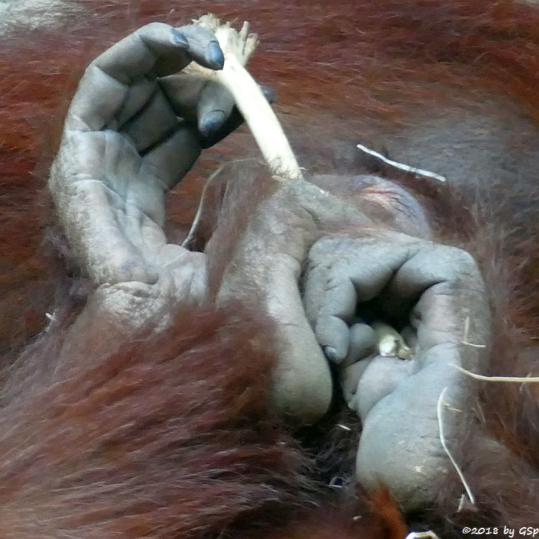 Sumatra-Orang-Utan INDAH