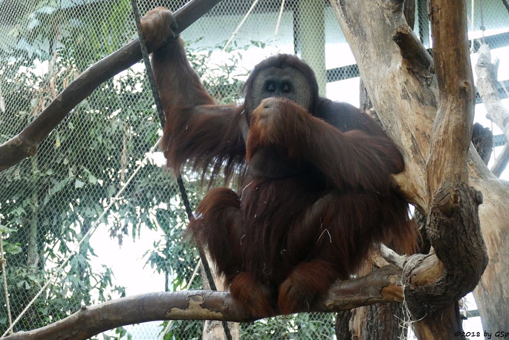 Sumatra-Orang-Utan KEMBALI