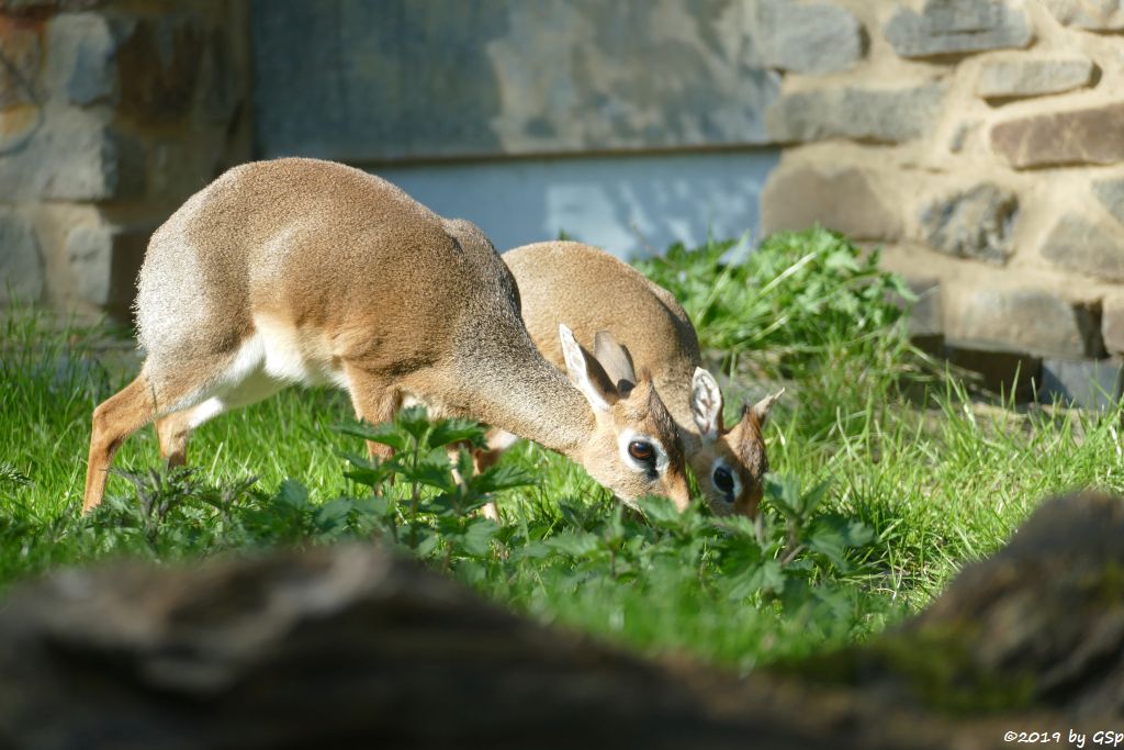 Kirk-Dikdik (Kirk-Rüsseldikdik, Kirks Zwergrüsseldikdik)