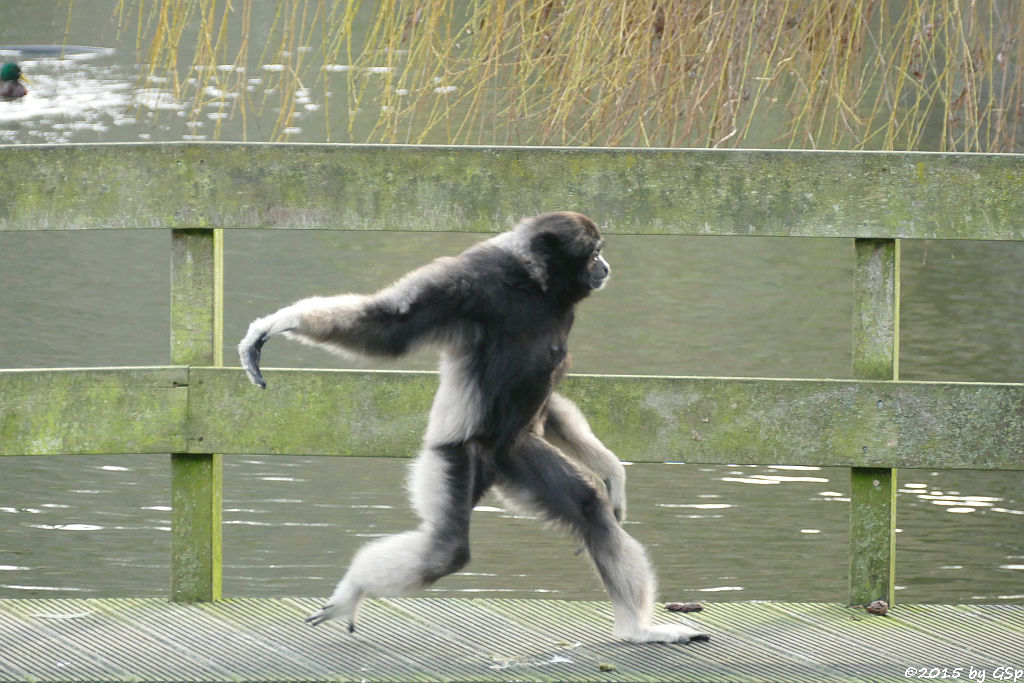 Gibbon-Mischling