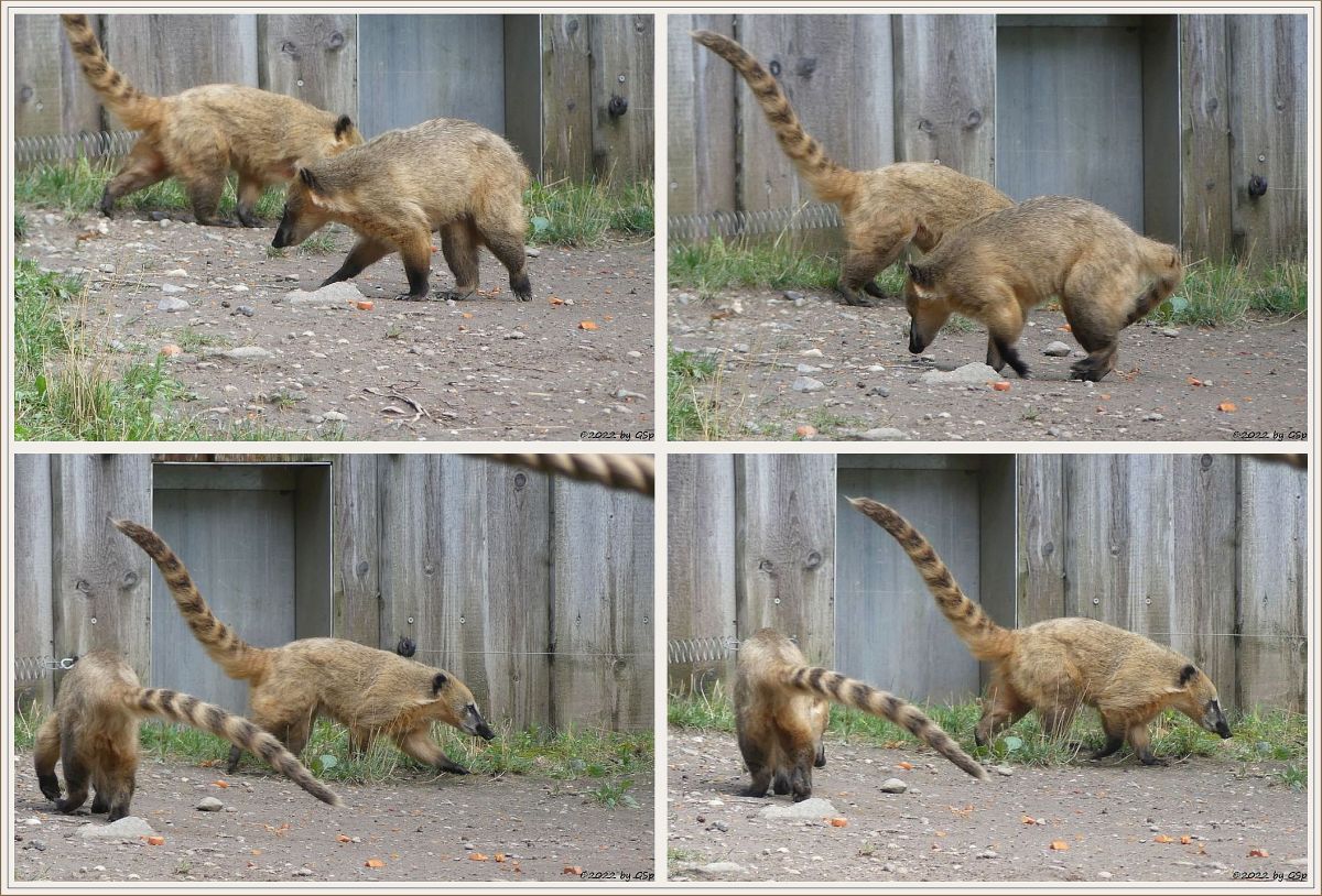 Roter Nasenbär (Gewöhnlicher Nasenbär, Südamerikanischer Nasenbär)