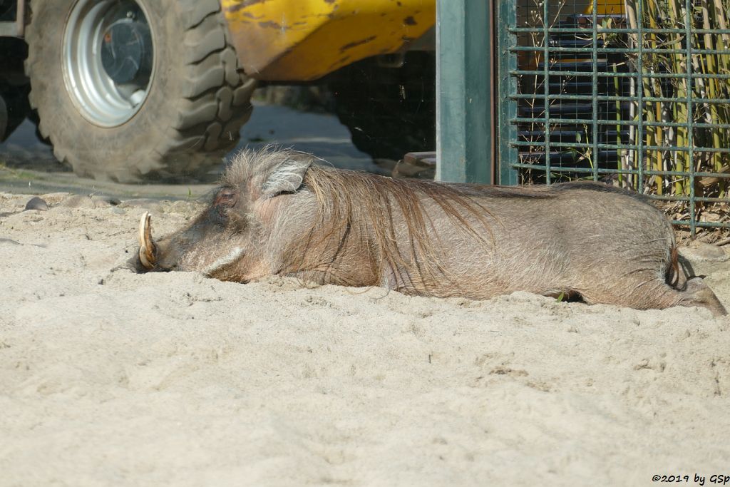 Westafrikanisches Warzenschwein