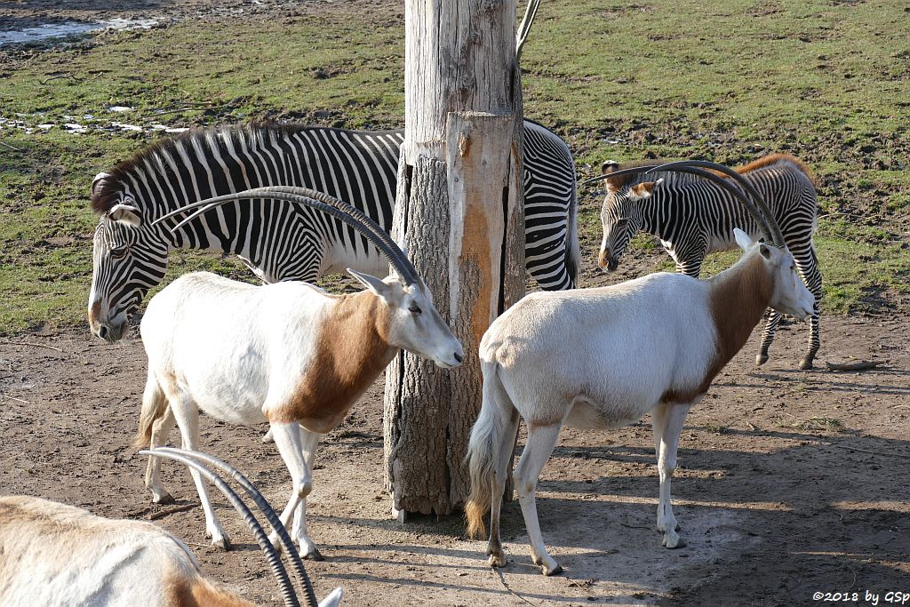 Säbelantilope, Grévy-Zebra