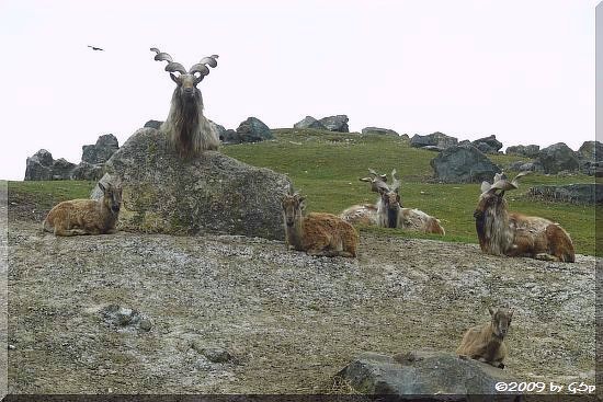 Markhor (Schraubenziege)