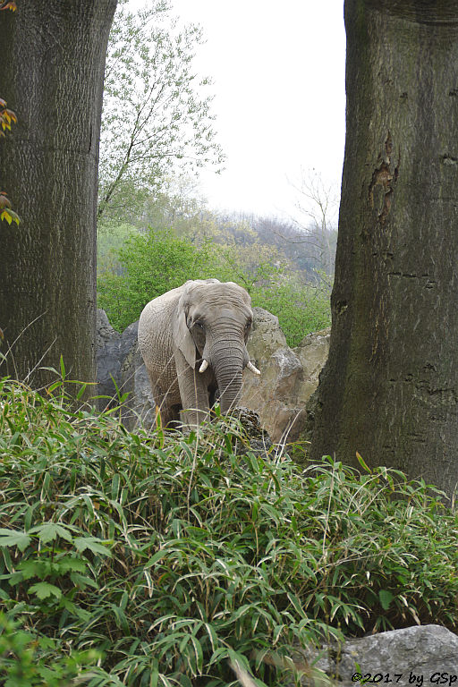 Südafrikanischer Steppenelefant (Kapelefant)