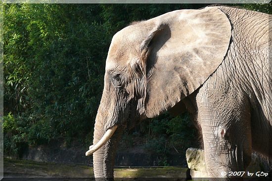 Afrikanischer Steppenelefant