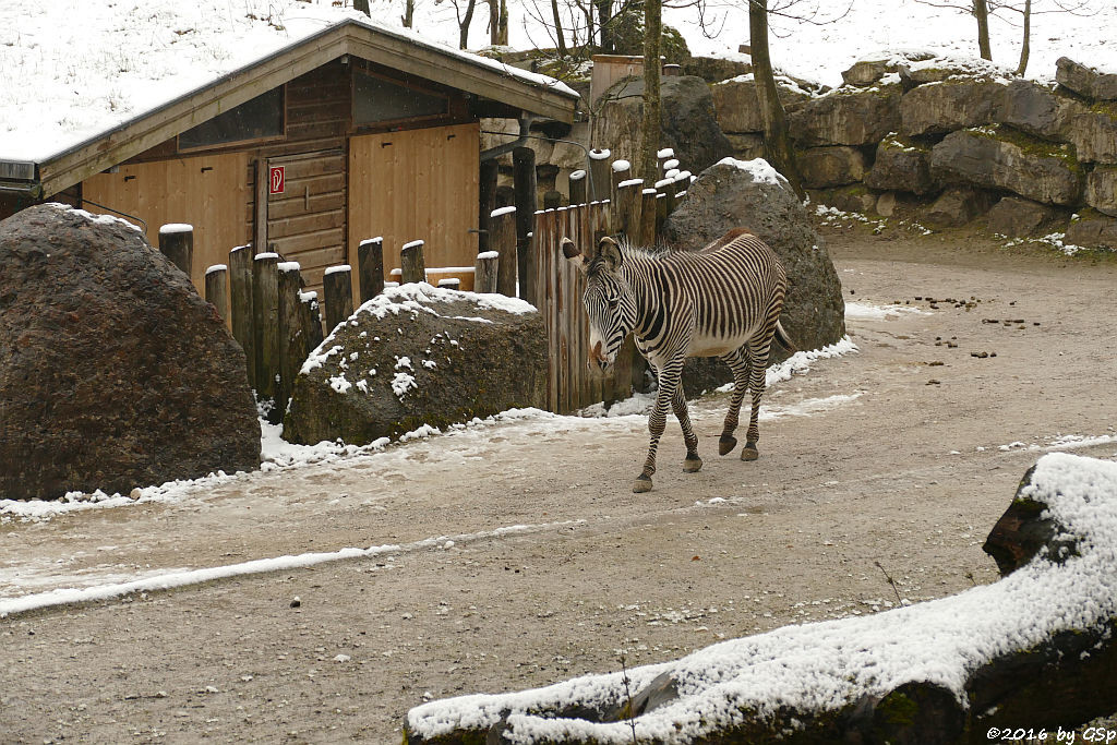 Grévyzebra