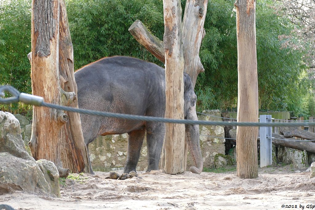 Asiatischer Elefant PAMA