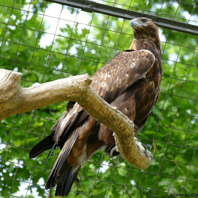 Steinadler