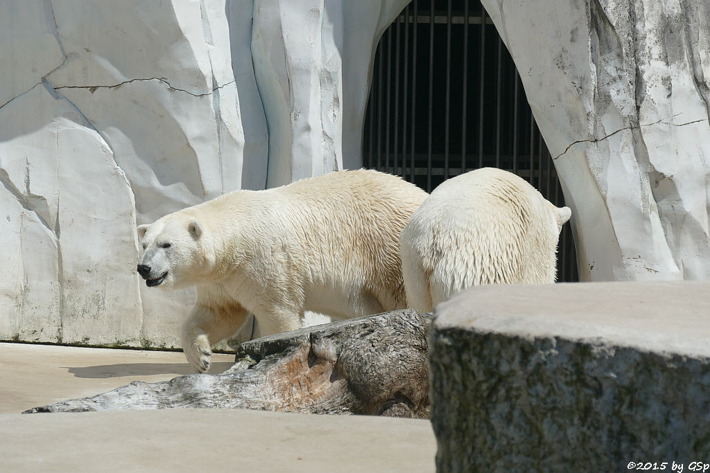 Eisbär