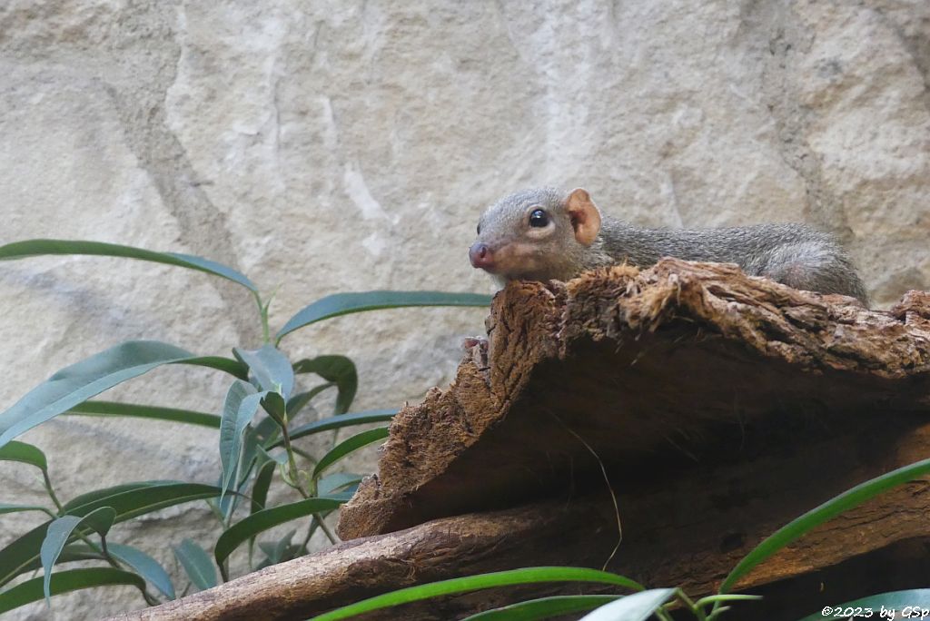 Nördliches Spitzhörnchen (Belanger-Tupaja)