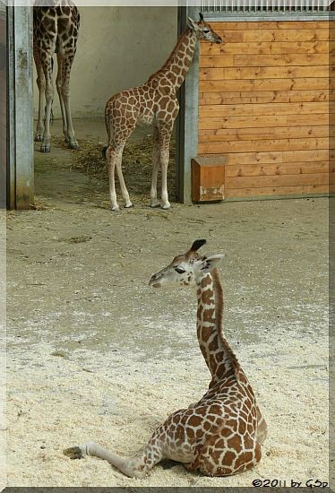Rothschild-Giraffe
