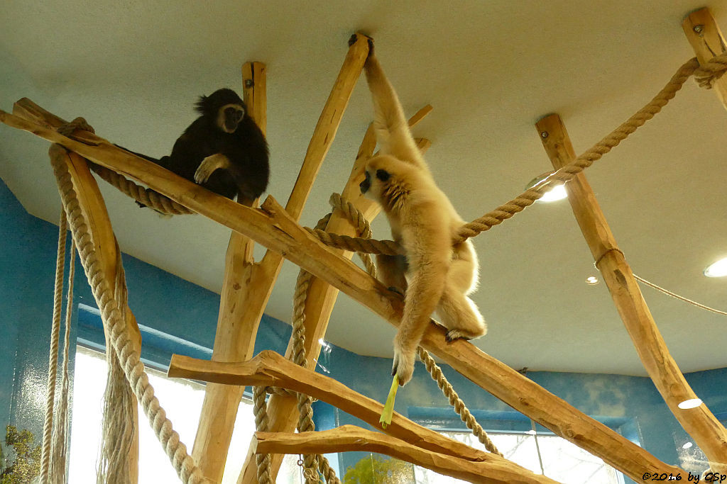 Weißhandgibbon