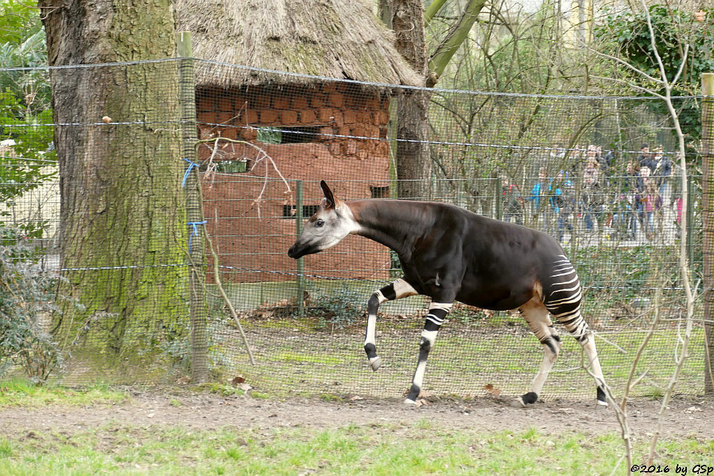 Okapi