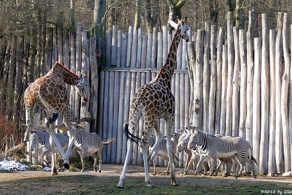 Rothschildgiraffe (Uganda-Giraffe, Baringo-Giraffe), Grévy-Zebra