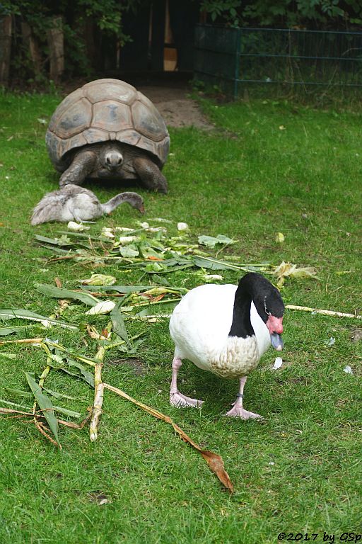 Schwarzhalsschwan, Aldabra- (Seychellen-) Riesenschildkröte