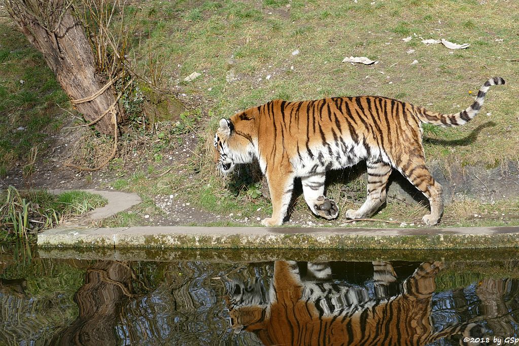 Amurtiger (Sibirischer Tiger, Mandschu-Tiger) JEGOR