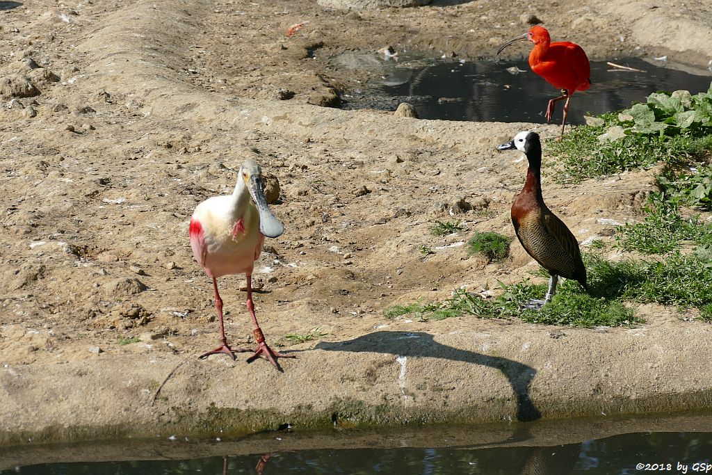 Rosalöffler, Witwenpfeifgans (Witwenente, Witwenpfeifente), Roter Sichler (Scharlachsichler, Rotibis)