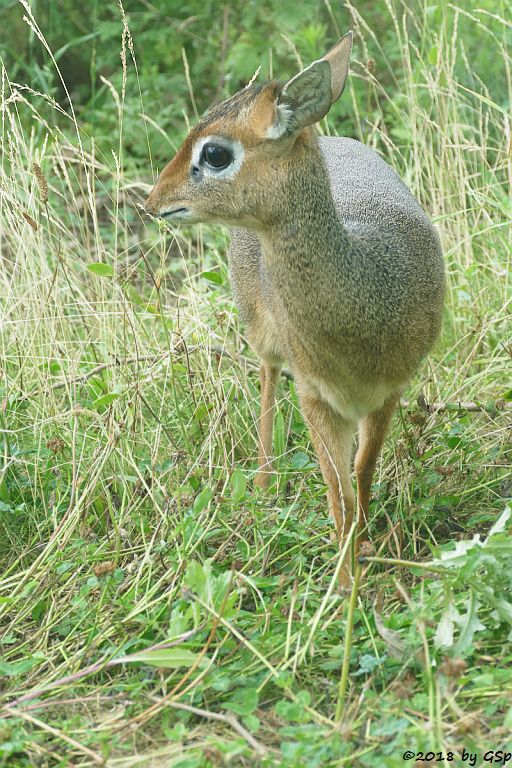 Kirk-Dikdik (Kirk-Rüsseldikdik, Kirks Zwergrüsseldikdik)