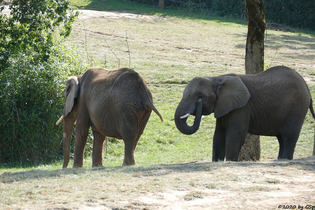 LILAK, KARIBA