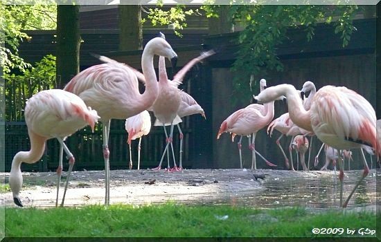 Chileflamingo