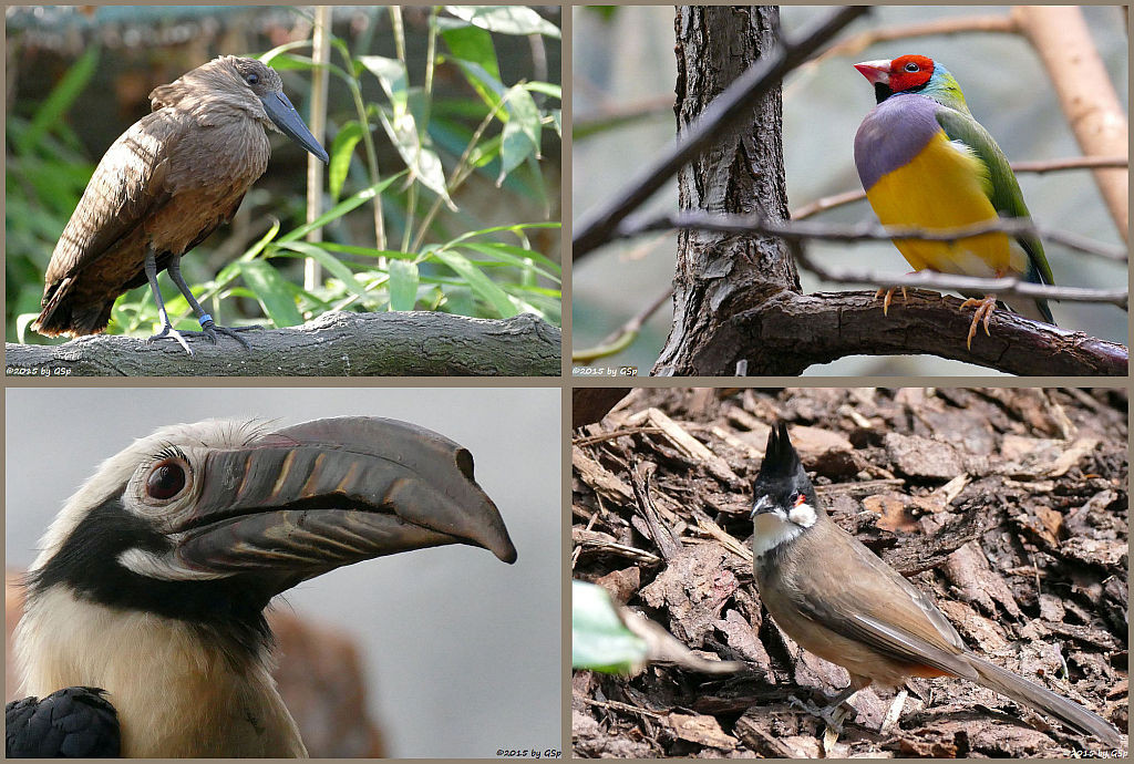 Vogelbüsche und Faust Vogelhallen - Fotos auf separater Seite