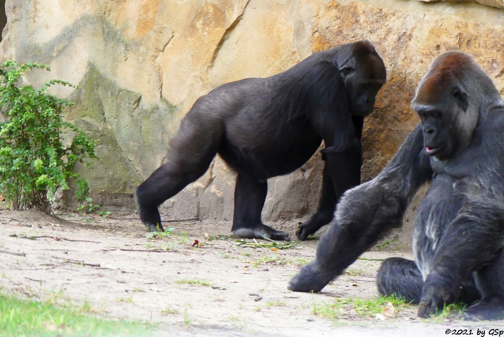 Flachlandgorilla