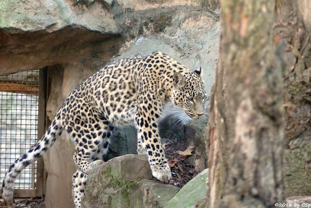 Nordpersischer Leopard (Afghanischer Leopard)