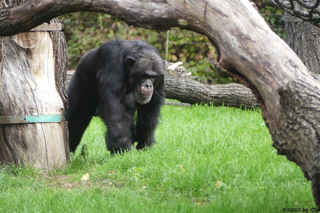 Ostafrikanischer Schimpanse