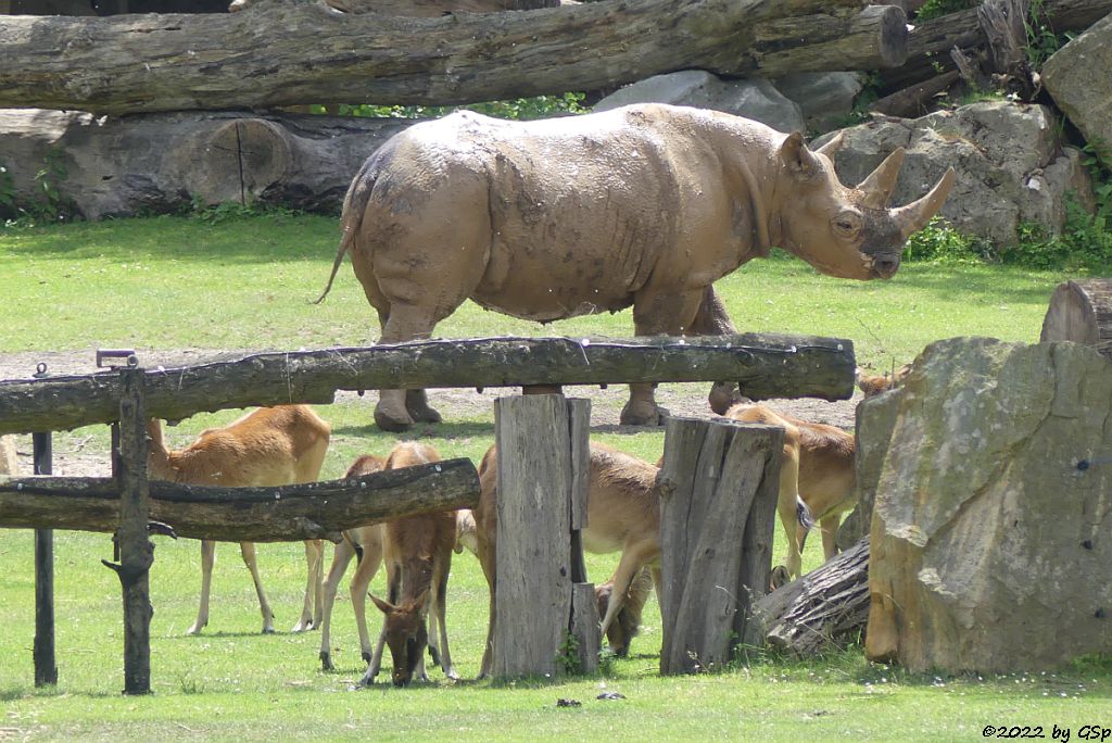 Weißnacken-Moorantilope (Mrs. Grays Wasserbock), Ostafrikanisches Spitzmaulnashorn (Östliches Spitzmaulnashorn)