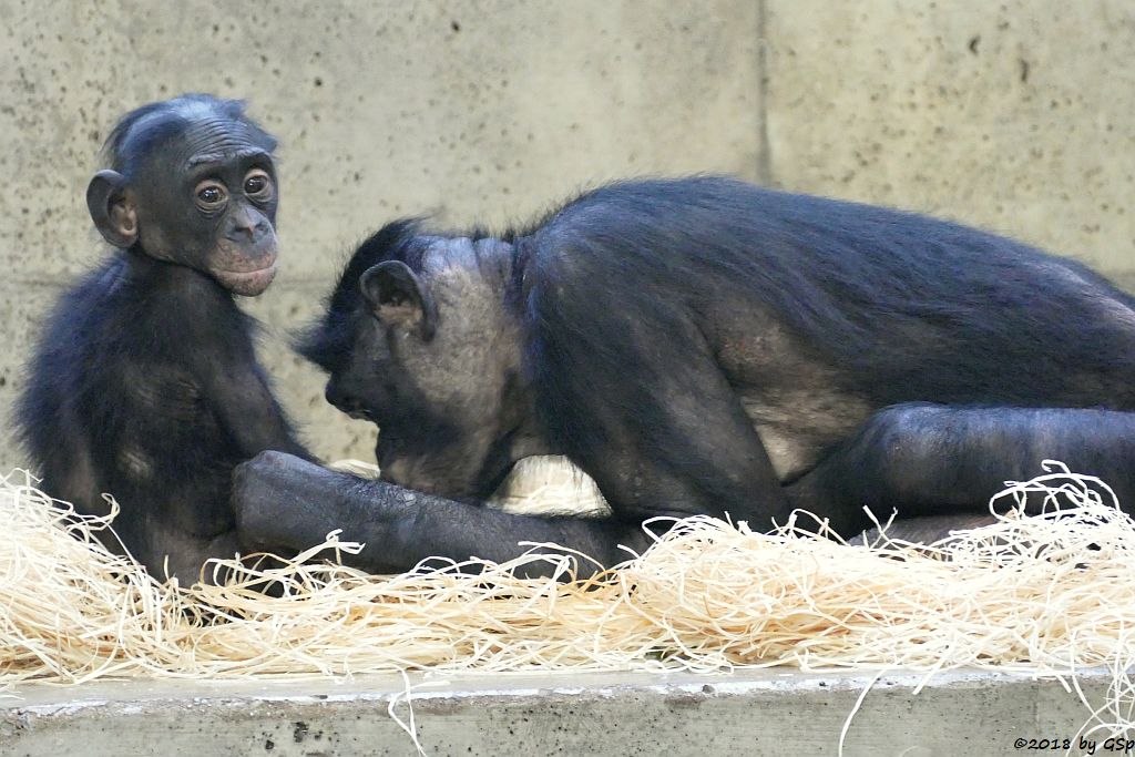 Bonobo (Zwergschimpanse)