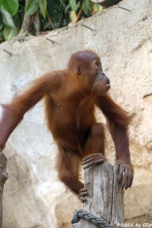 Sumatra-Orang-Utan SARI