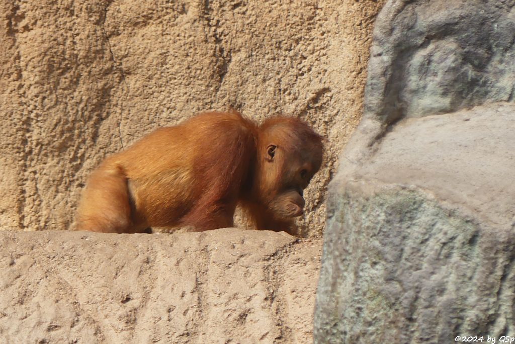 Sumatra-Orang-Utan