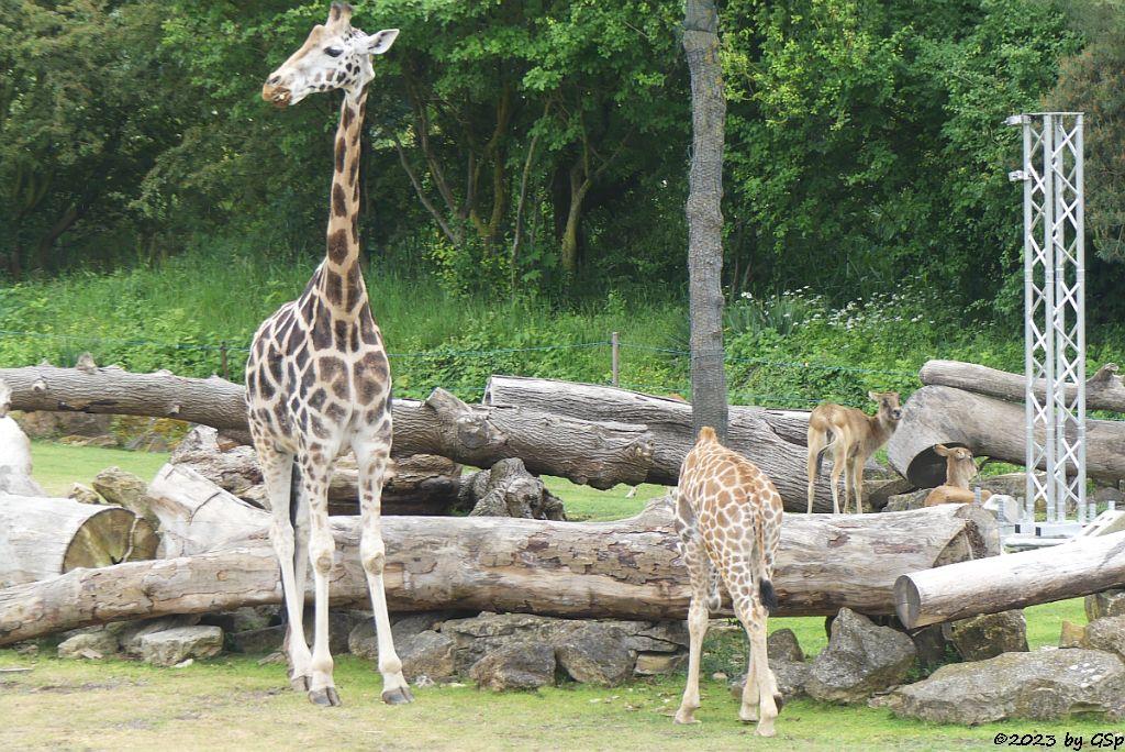 Rothschildgiraffe (Uganda-Giraffe, Baringo-Giraffe), Jungtier geb. am 6.2.23, Weißnacken-Moorantilope (Mrs. Grays Wasserbock)