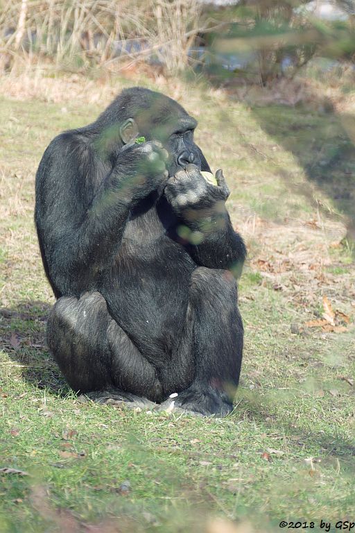 Flachlandgorilla