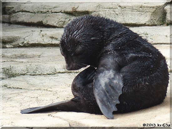 Südafrikanischer Zwergseebär