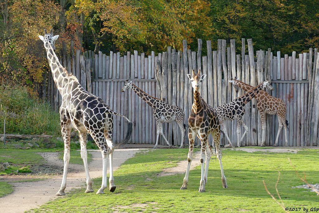 Rothschildgiraffe (Uganda-Giraffe, Baringo-Giraffe)