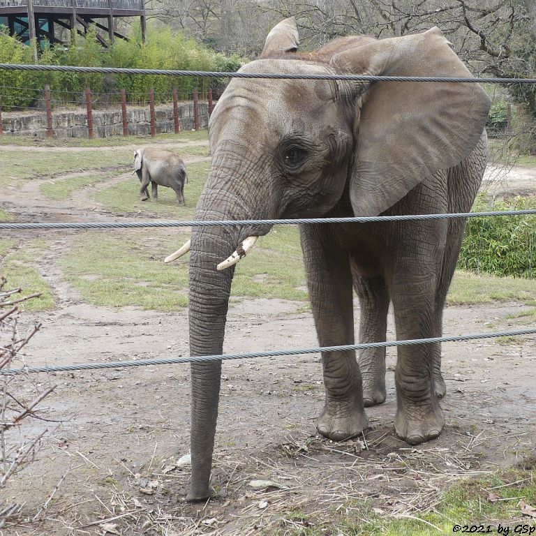 KARIBA, LILAK