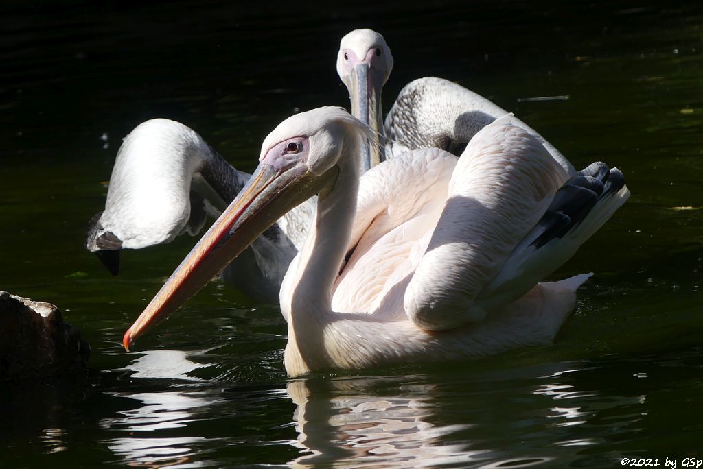 Rosapelikan (Gewöhnlicher Pelikan)